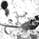 Illustration for article titled Naked mole rats have the worst sperm in the animal kingdom